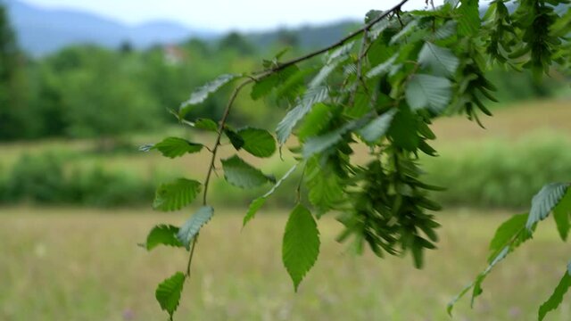 Leaves and buds hornbeam in the wind - (4K)