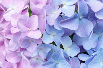 紫陽花(マクロ)　普光寺　大分県豊後大野市　Hydrangea (macro) Hukoji Temple Ooita-ken Bungoono city