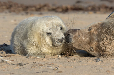 Atlantic Grey Seal - week old pup bonding with mom