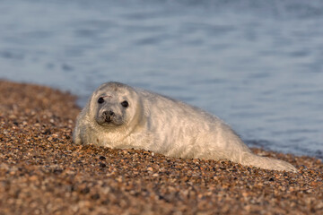 Atlantic Grey Seal - three week old pup