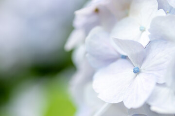 Obraz premium 紫陽花（マクロ） 普光寺 大分県豊後大野市 Hydrangea(macro) Hukoji Temple Ooita-ken Bungoono city