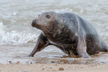 Atlantic Grey Seal - young bull aggressive posture