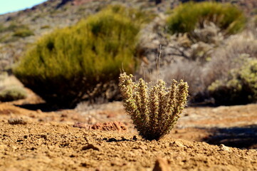 in desert