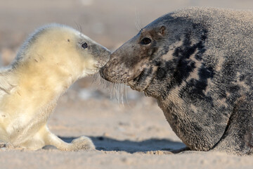 Atlantic Grey Seal - first contact pup and mom bonding © David