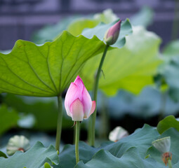 lotus flower blooming in summer pond with green leaves as background