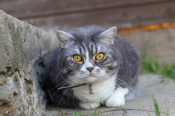 Naklejka na ściany i meble A beautiful british gray cat is hiding while hunting. Close-up