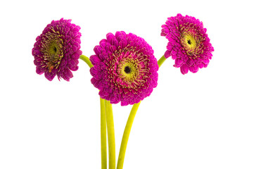 beautiful gerbera flower isolated