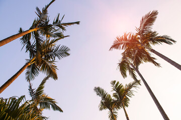 Fototapeta na wymiar palms on sand beach in tropic on sunset