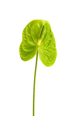 green anthurium isolated