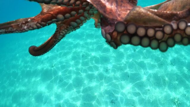 Underwater video of octopus swimming in tropical sandy beach with turquoise clear sea