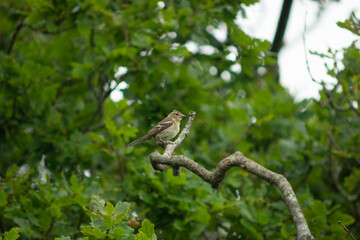 finch