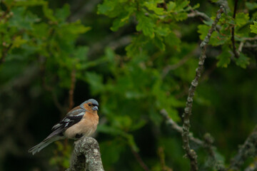 finch on a branch