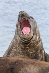Southern Elephant Seal aggressive posture