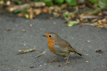 robin in the snow