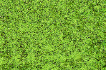 綺麗な緑色の苔