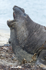 Southern Elephant Seal roaring