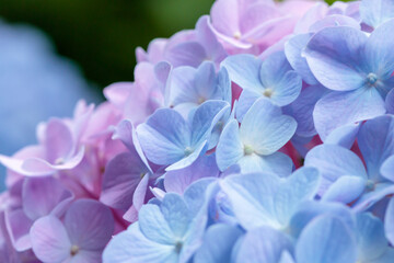 紫陽花　普光寺　大分県豊後大野市　Hydrangea Hukoji Temple Ooita-ken Bungoono city