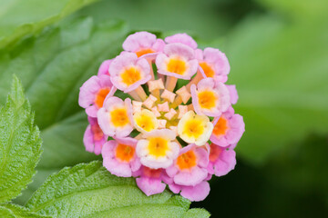 ランタナの花　マクロ　Lantana macro