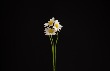 white daisy flower against black background 