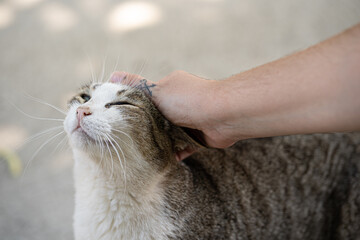 Gato siendo acariciado por una mano tatuada