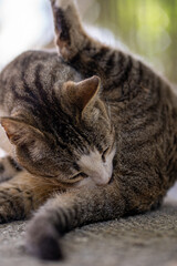 Gato limpiando sus genitales