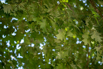 Fototapeta na wymiar Hojas de un árbol vistssa desde abajo