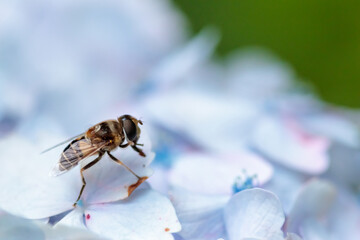 ハナバチと紫陽花　
Bee and Hydrangea