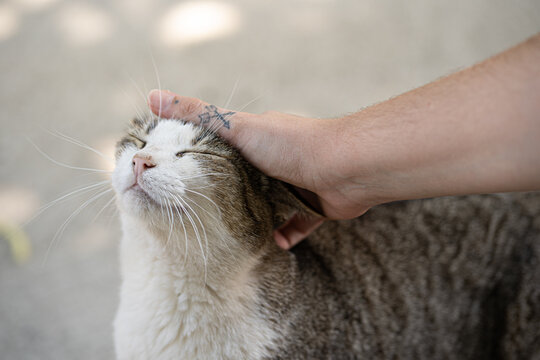 Gato siendo acariciado por una mano tatuada