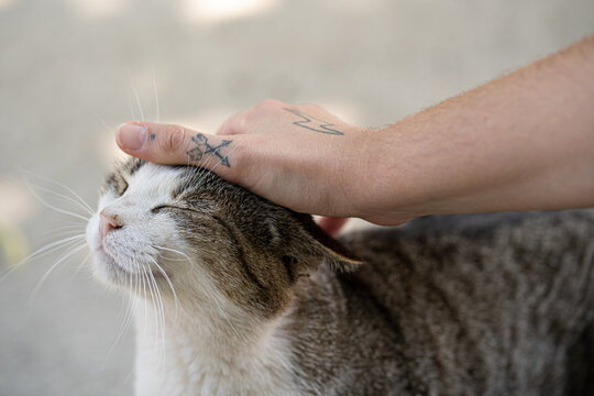 Gato siendo acariciado por una mano tatuada