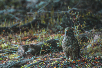 Kea
