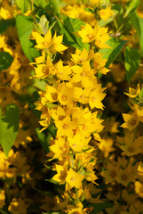 Verbeynik dot yellow brightly lit by the sun. Large plan. Macro