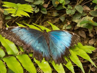 Mariposa ex&oacute;tica Azul 