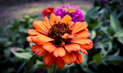 orange dahlia flower