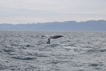 Pottwalflosse in Kaikoura, Neuseeland