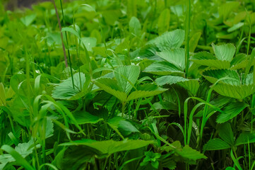 green strawberry leaves