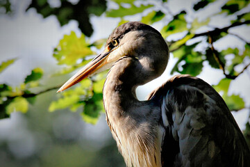Heron