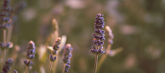 Lavendel Bokeh
