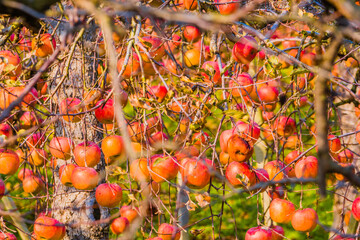 Apples hanging on branches