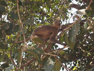 Obraz premium The monkeys near the temple, Virupaksha Temple, Hampi, Karnataka, South India, India