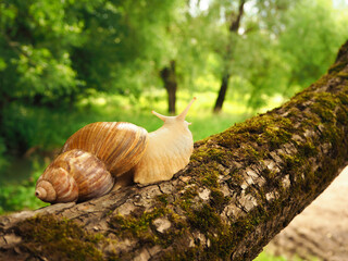 Achatina snail with antennae eyes sits on a moss-covered tree and looks forward. Back view. Brown shell, snail in the natural nature. Slow clam in motion.