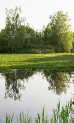 flying landscape. Trees reflected in the water of a forest lake