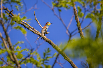 European bee-eater (Merops apiaster)