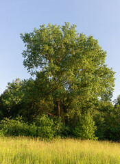 Tree, bushes, grass, blue sky on the edge of a deciduous forest. Summer landscape
