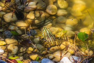 Rana esculenta in a lake