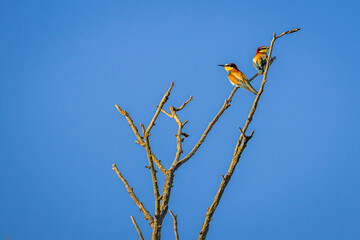 European bee-eater (Merops apiaster)