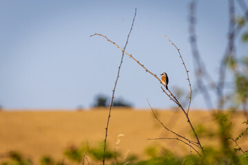 Red-backed shrike (Lanius collurio)