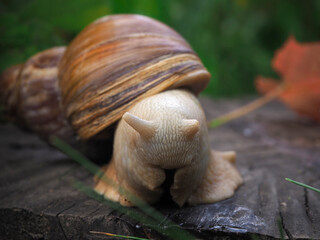 Akhatina’s little snail, sitting on a stump, hides his head in his leg, as if covering his eyes. Embarrassed Snail. Clam in the wild. Brown sink. In the background, a blurred red sheet.