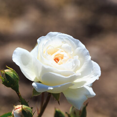 Tender roses. Background of blooming roses flowers. Sunny natural light. Rose garden