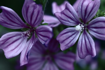 purple flower in the wind