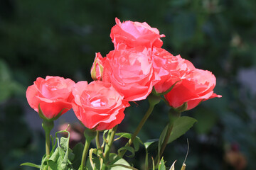 bright beautiful rose in a botanical garden